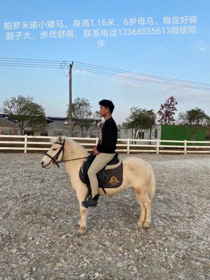专业俱乐部教学，比赛，骑乘马匹