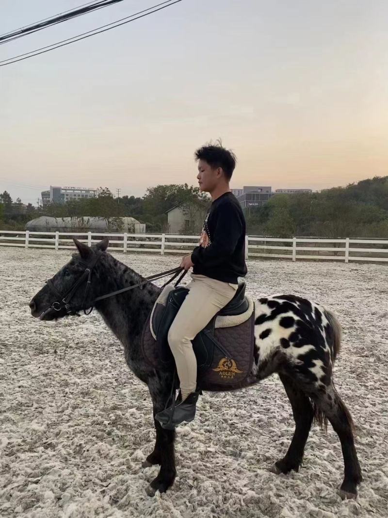 专业俱乐部教学，比赛，骑乘马匹