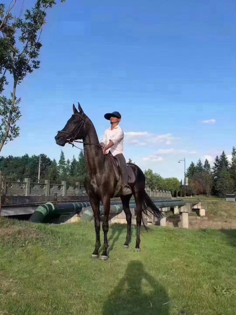 专业俱乐部教学，比赛，骑乘马匹