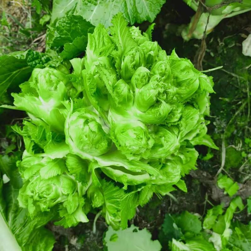 极早熟儿菜，小心子，大量现货