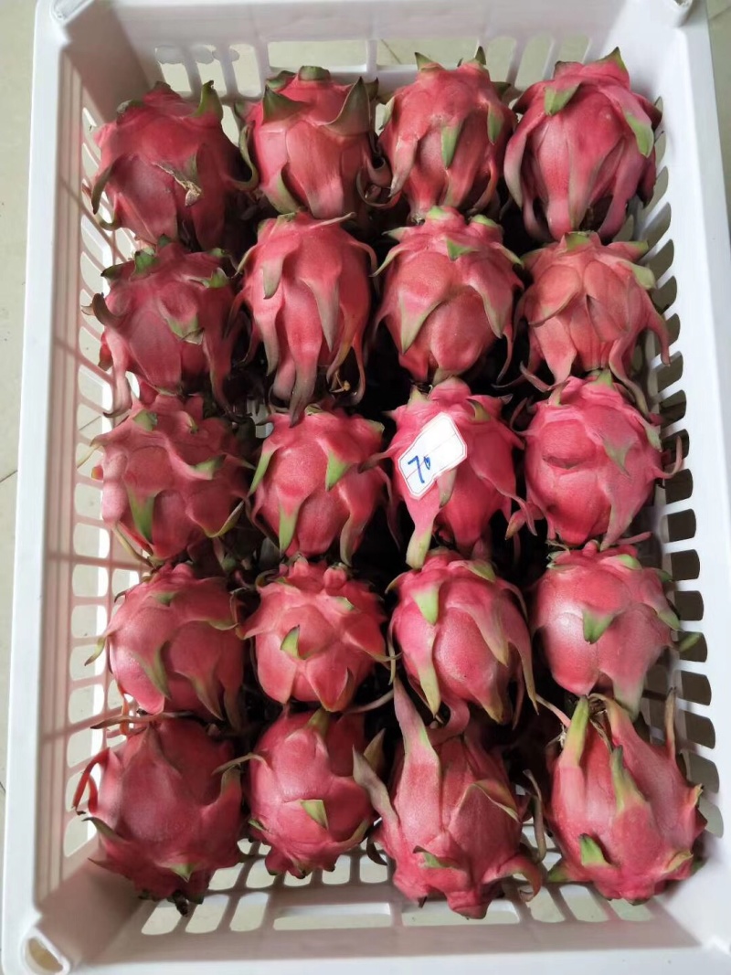 【精品】云南红心火龙果品种齐全，欢迎各大渠道商家对接