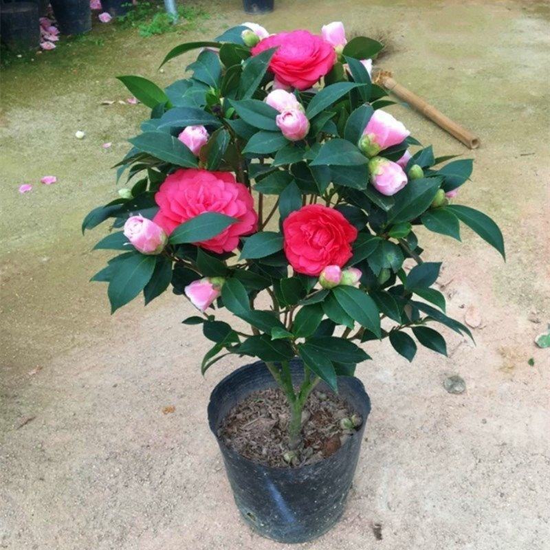 茶花盆栽带花苞四季树苗山茶花苗室内植物好养五色赤丹浓香型