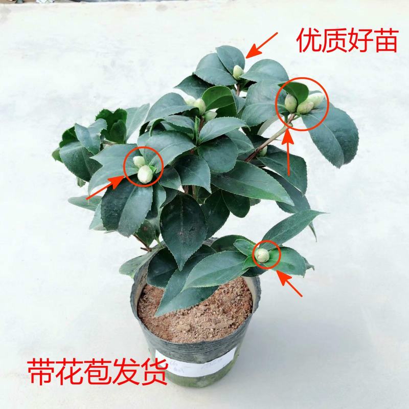 茶花盆栽带花苞四季树苗山茶花苗室内植物好养五色赤丹浓香型