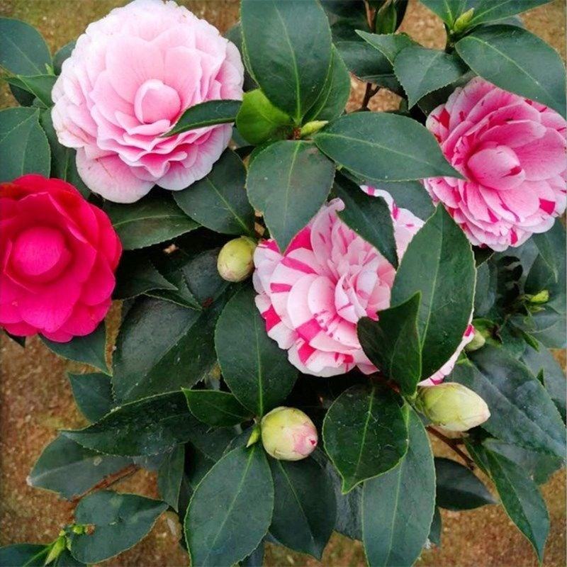 茶花盆栽带花苞四季树苗山茶花苗室内植物好养五色赤丹浓香型