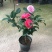 茶花盆栽带花苞四季树苗山茶花苗室内植物好养五色赤丹浓香型