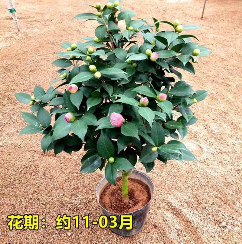 茶花盆栽带花苞四季树苗山茶花苗室内植物好养五色赤丹浓香型
