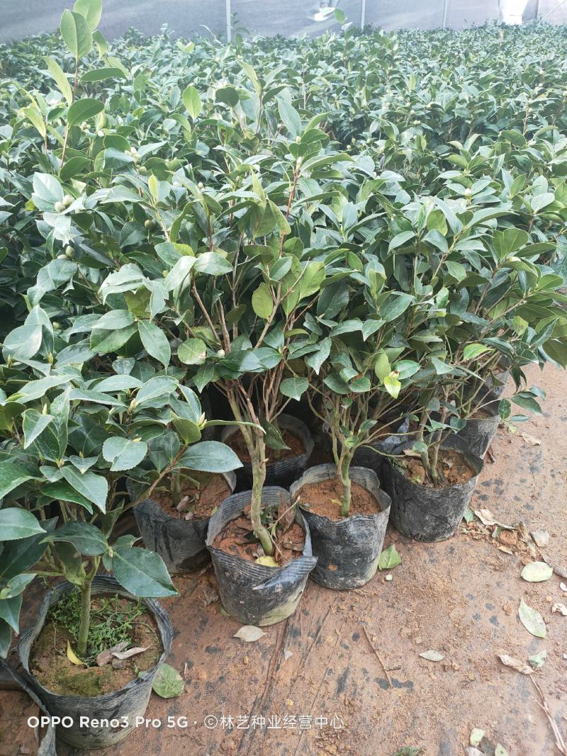 茶花盆栽带花苞四季树苗山茶花苗室内植物好养五色赤丹浓香型