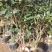 茶花盆栽带花苞四季树苗山茶花苗室内植物好养五色赤丹浓香型