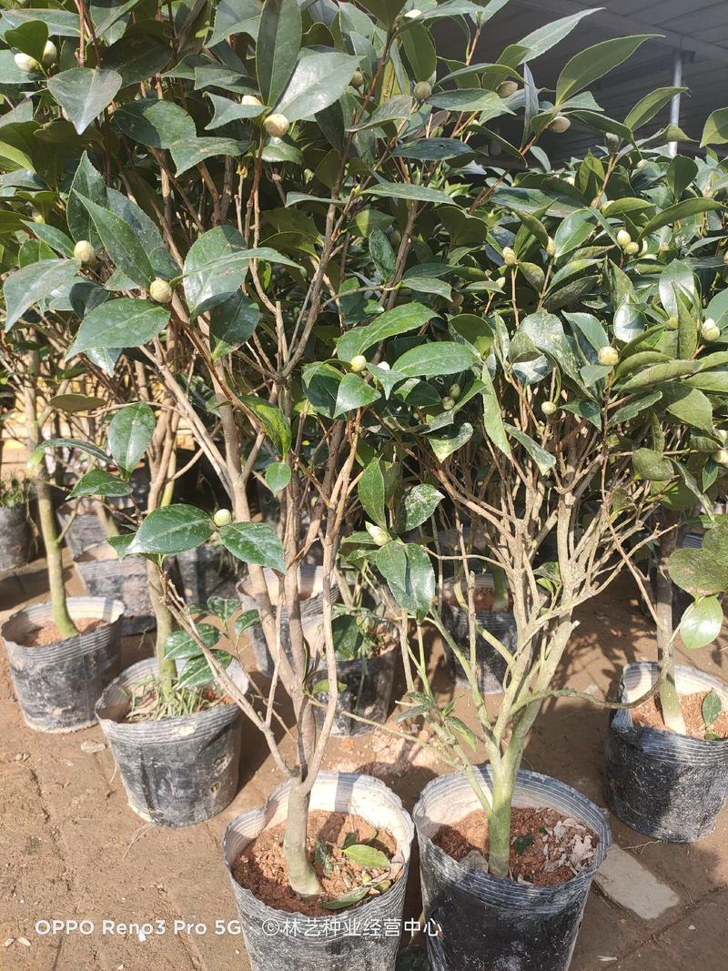 茶花盆栽带花苞四季树苗山茶花苗室内植物好养五色赤丹浓香型