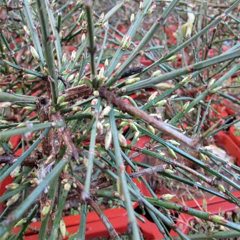 迎春花盆栽黄色花盆景盆栽探春花树苗盆栽造型小叶藤蔓植物