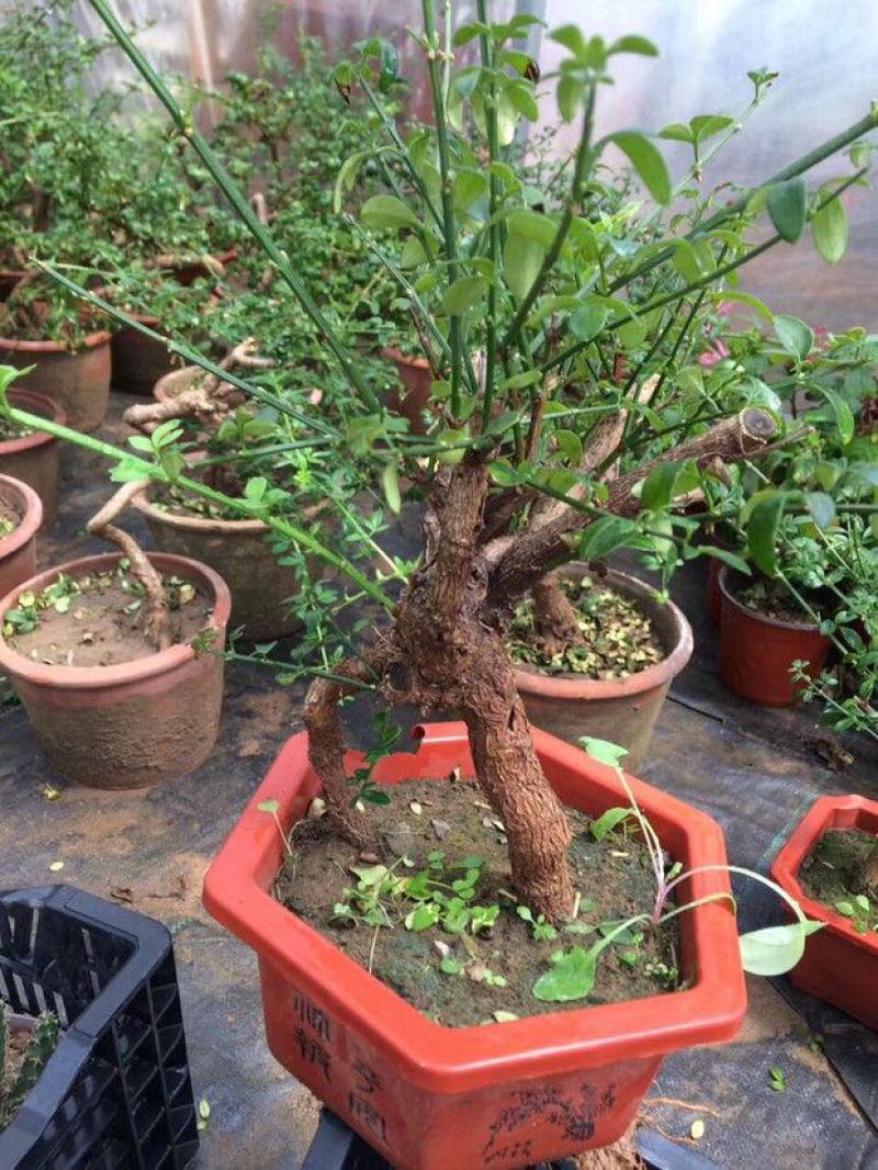 迎春花盆栽黄色花盆景盆栽探春花树苗盆栽造型小叶藤蔓植物