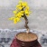 迎春花盆栽黄色花盆景盆栽探春花树苗盆栽造型小叶藤蔓植物