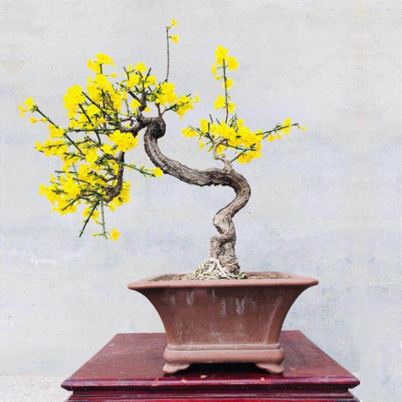 迎春花盆栽黄色花盆景盆栽探春花树苗盆栽造型小叶藤蔓植物
