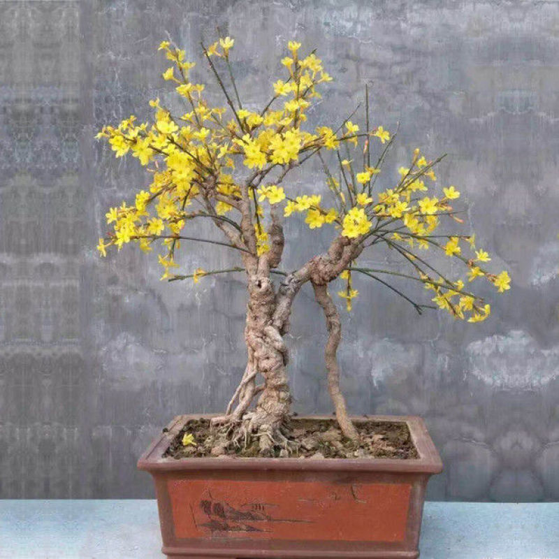 迎春花盆栽黄色花盆景盆栽探春花树苗盆栽造型小叶藤蔓植物
