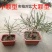 迎春花盆栽黄色花盆景盆栽探春花树苗盆栽造型小叶藤蔓植物