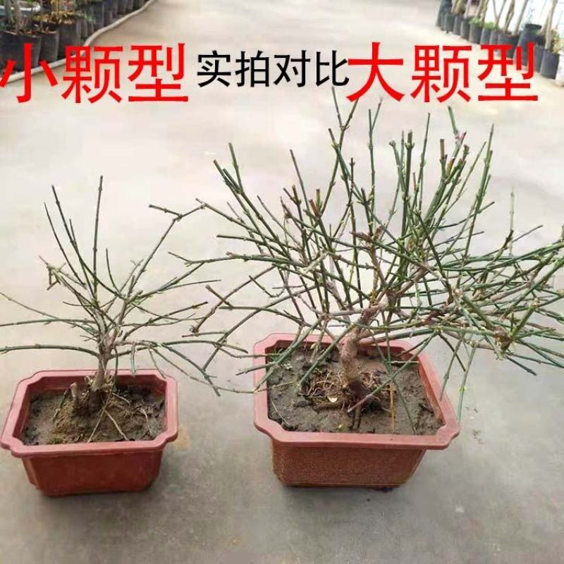 迎春花盆栽黄色花盆景盆栽探春花树苗盆栽造型小叶藤蔓植物