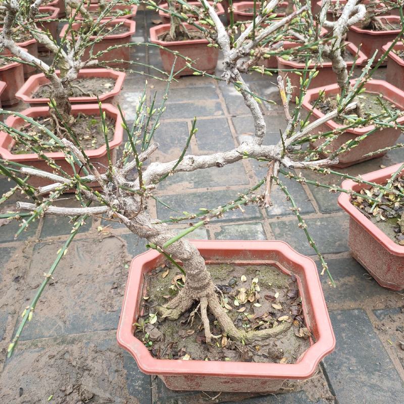 迎春花盆栽黄色花盆景盆栽探春花树苗盆栽造型小叶藤蔓植物