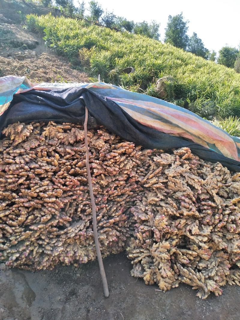 广西大瑶山大黄姜，老姜