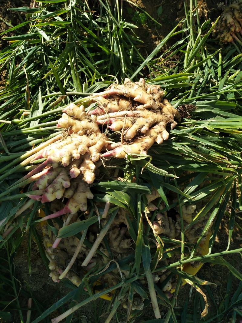 广西大瑶山大黄姜，老姜