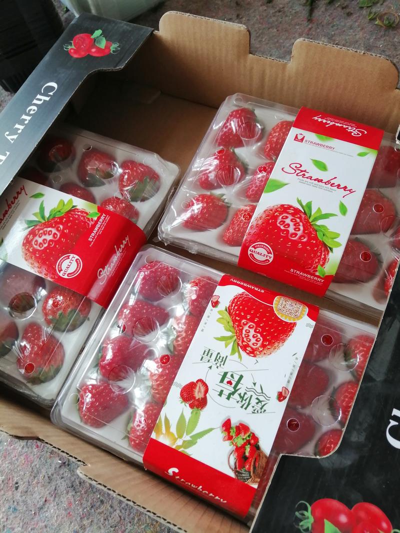 （电商专供）丹东红颜九九奶油草莓正宗丹东九九草莓产地直销