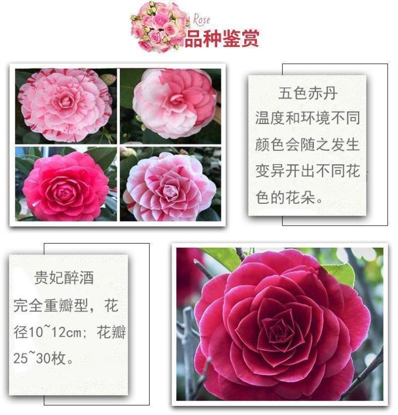 茶花盆栽带花苞秋冬季耐寒花卉四季常青阳台办公室浓香型绿植