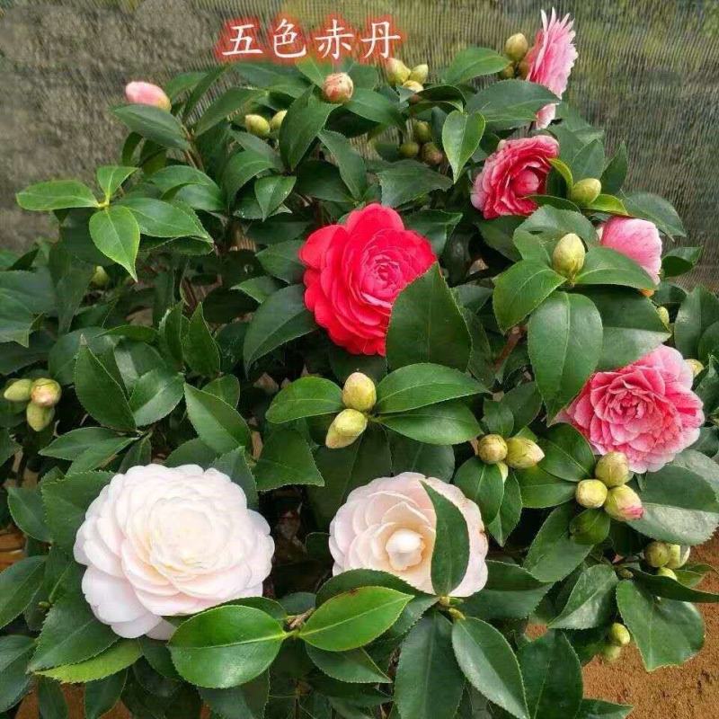 茶花盆栽带花苞秋冬季耐寒花卉四季常青阳台办公室浓香型绿植