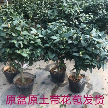 茶花盆栽带花苞秋冬季耐寒花卉四季常青阳台办公室浓香型绿植