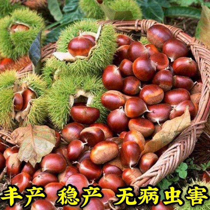 【商标认证】红光大红袍板栗苗脱毒苗个大高产卖疯了