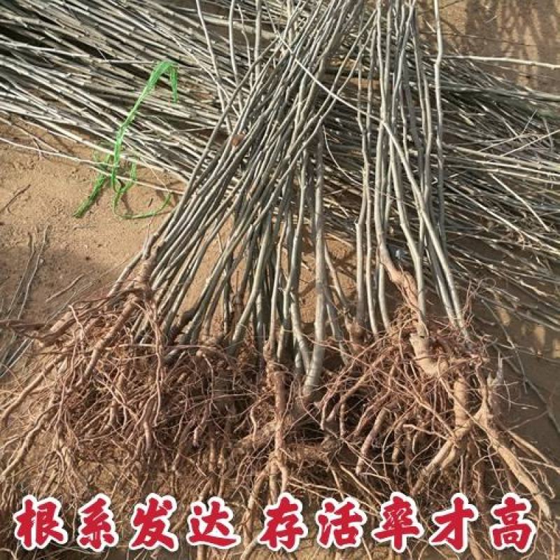 【商标认证】红光大红袍板栗苗脱毒苗个大高产卖疯了