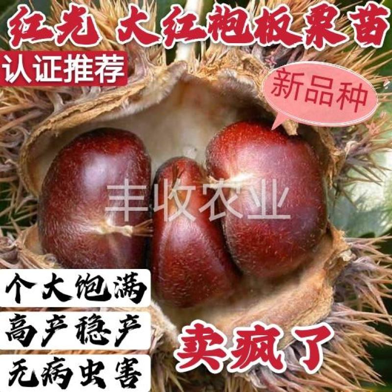 【商标认证】红光大红袍板栗苗脱毒苗个大高产卖疯了