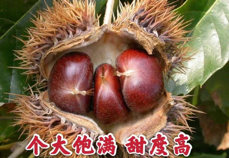 【商标认证】红光大红袍板栗苗脱毒苗个大高产卖疯了