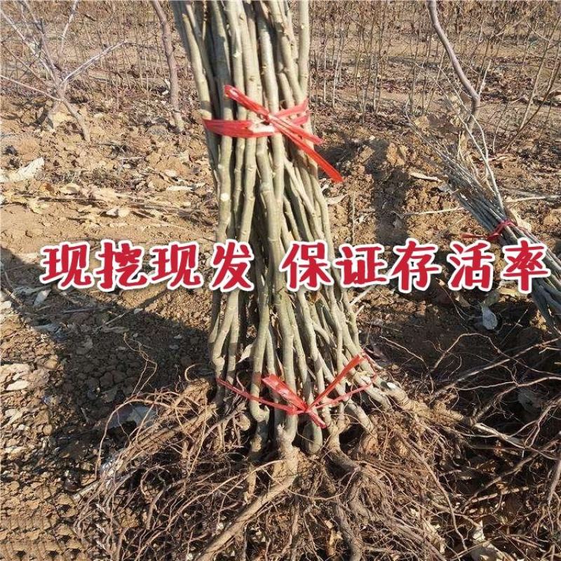 【商标认证】红光大红袍板栗苗脱毒苗个大高产卖疯了