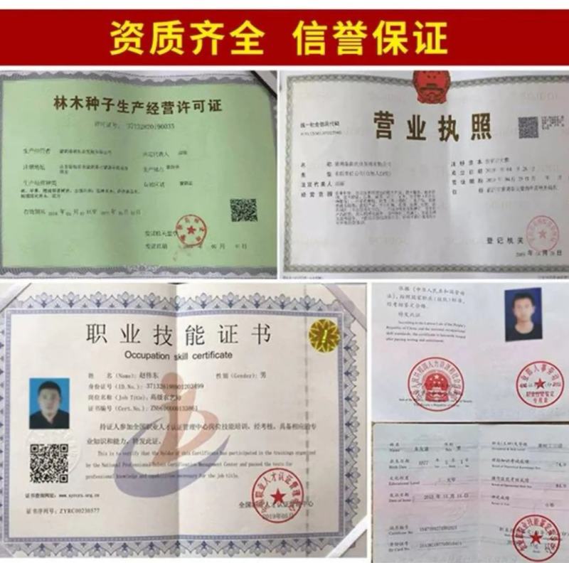 【商标认证】红光大红袍板栗苗脱毒苗个大高产卖疯了
