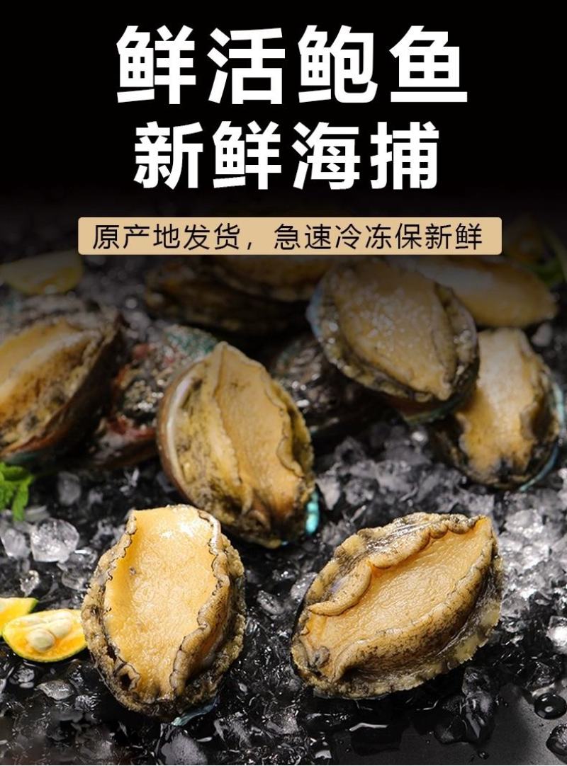 活冻小鲍鱼22-30头左右一斤200个起顺丰包邮
