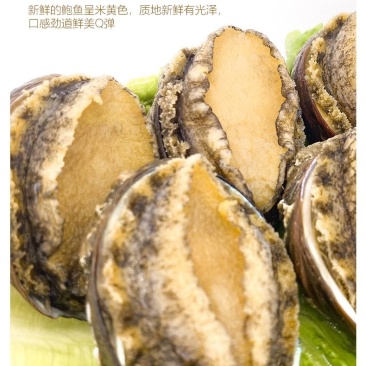 活冻小鲍鱼22-30头左右一斤200个起顺丰包邮