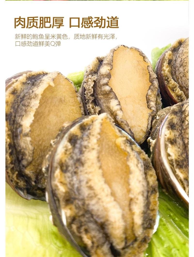 活冻小鲍鱼22-30头左右一斤200个起顺丰包邮