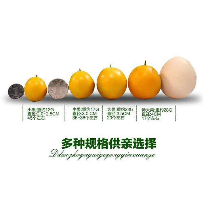 孕妇放心食用广西正宗融安金桔脆皮滑皮金桔自家果园顺丰包邮