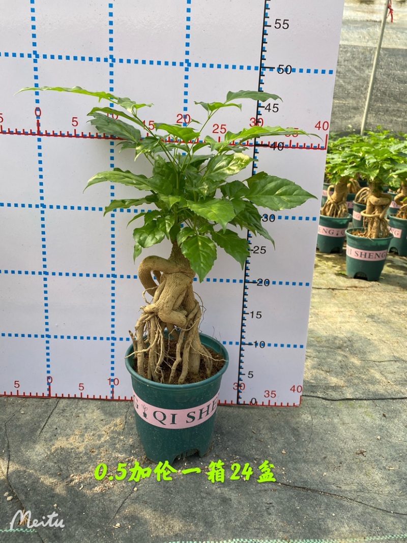 幸福树绿宝提根盆景加伦盆大小规格齐全整箱批发