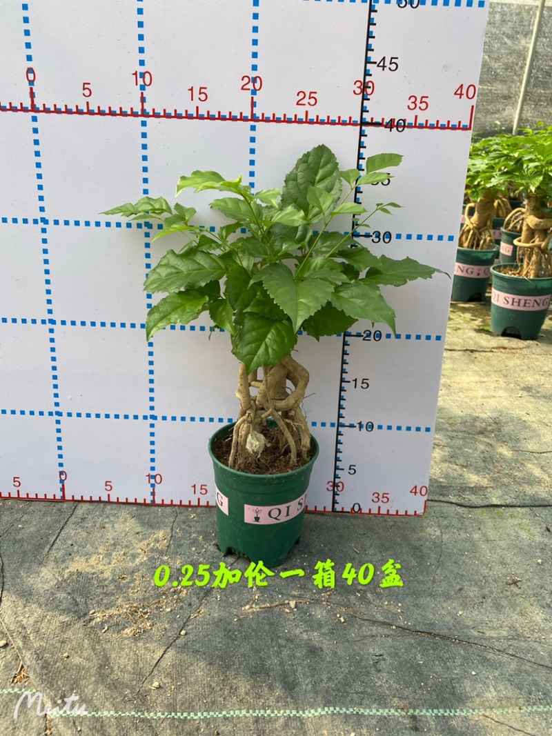 幸福树绿宝提根盆景加伦盆大小规格齐全整箱批发