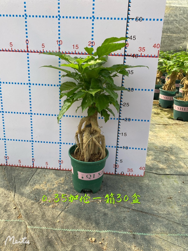 幸福树绿宝提根盆景加伦盆大小规格齐全整箱批发