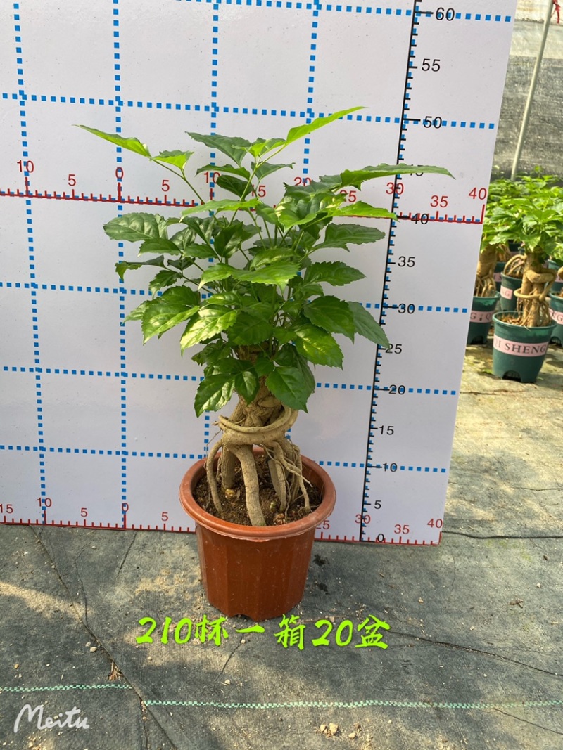 幸福树绿宝提根盆景加伦盆大小规格齐全整箱批发