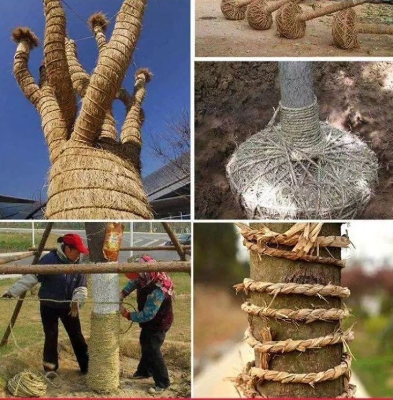 稻草绳防寒防冻保暖捆绑绳保湿树木移栽打土球包扎包装编织草