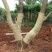 稻草绳防寒防冻保暖捆绑绳保湿树木移栽打土球包扎包装编织草