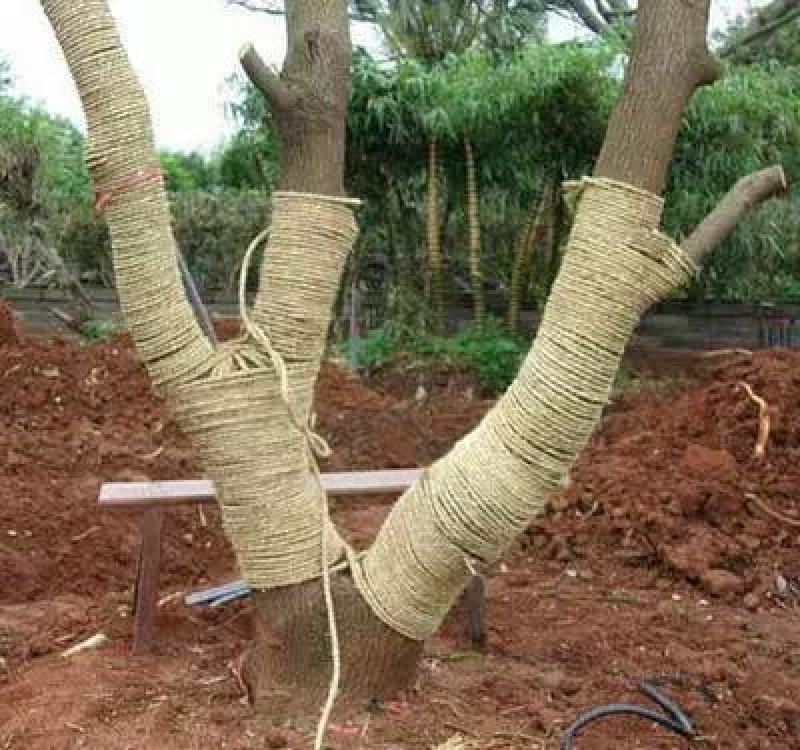 稻草绳防寒防冻保暖捆绑绳保湿树木移栽打土球包扎包装编织草