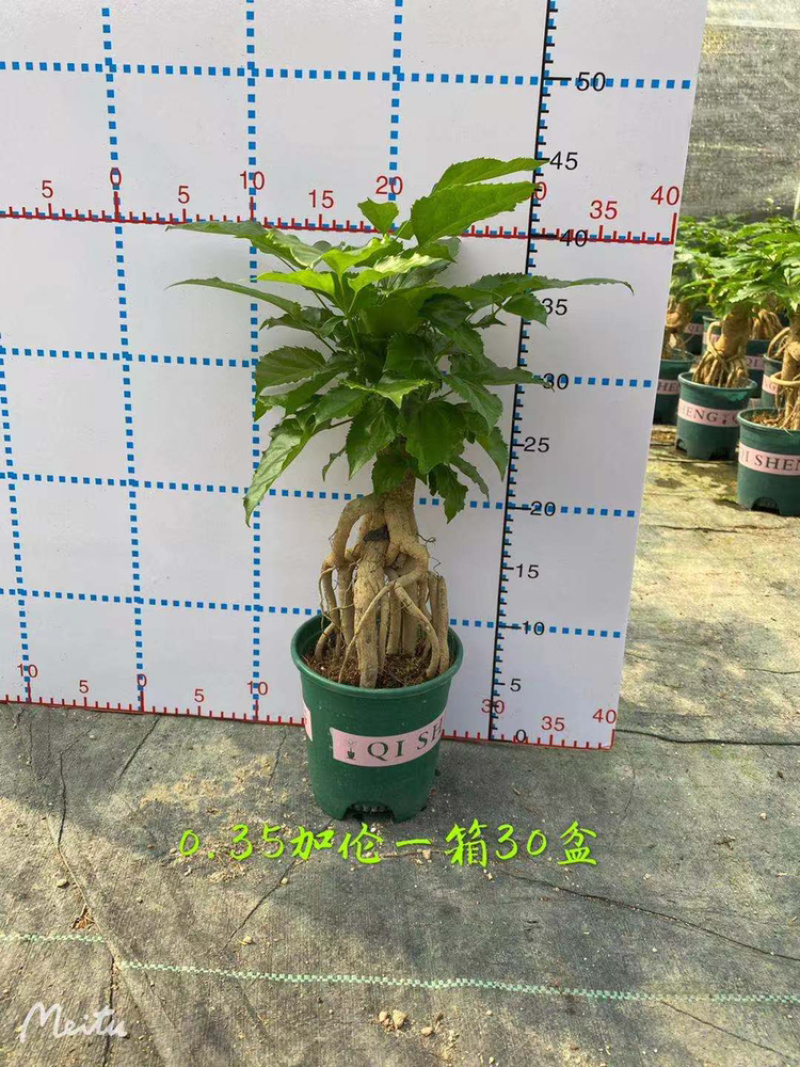 幸福树提根盆景加仑盆带盆整箱批发优选发货