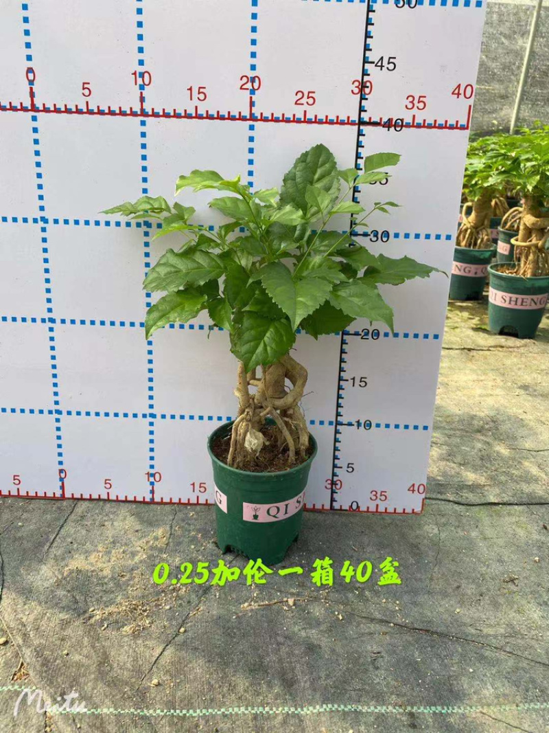 幸福树提根盆景加仑盆带盆整箱批发优选发货
