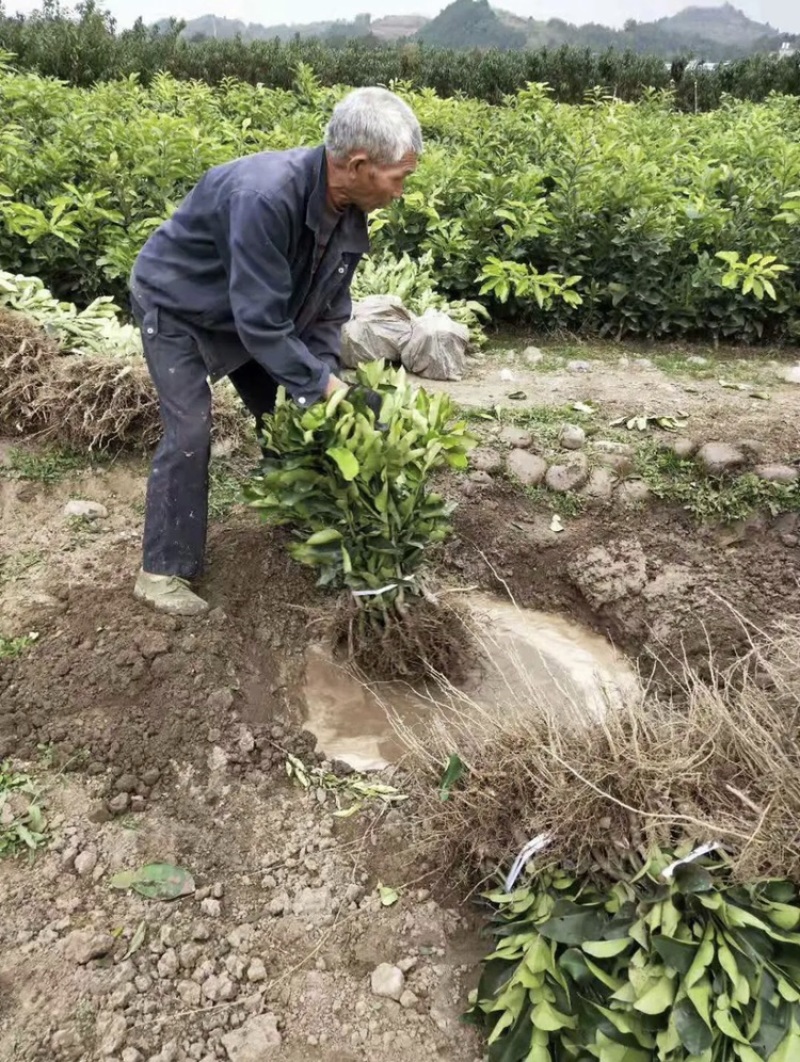 柚子树苗三红柚苗红心柚苗基地现挖村长推荐