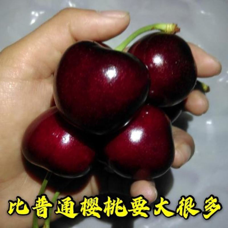 【爆款】智力车厘子大樱桃苗国外引进品种卖疯了包邮