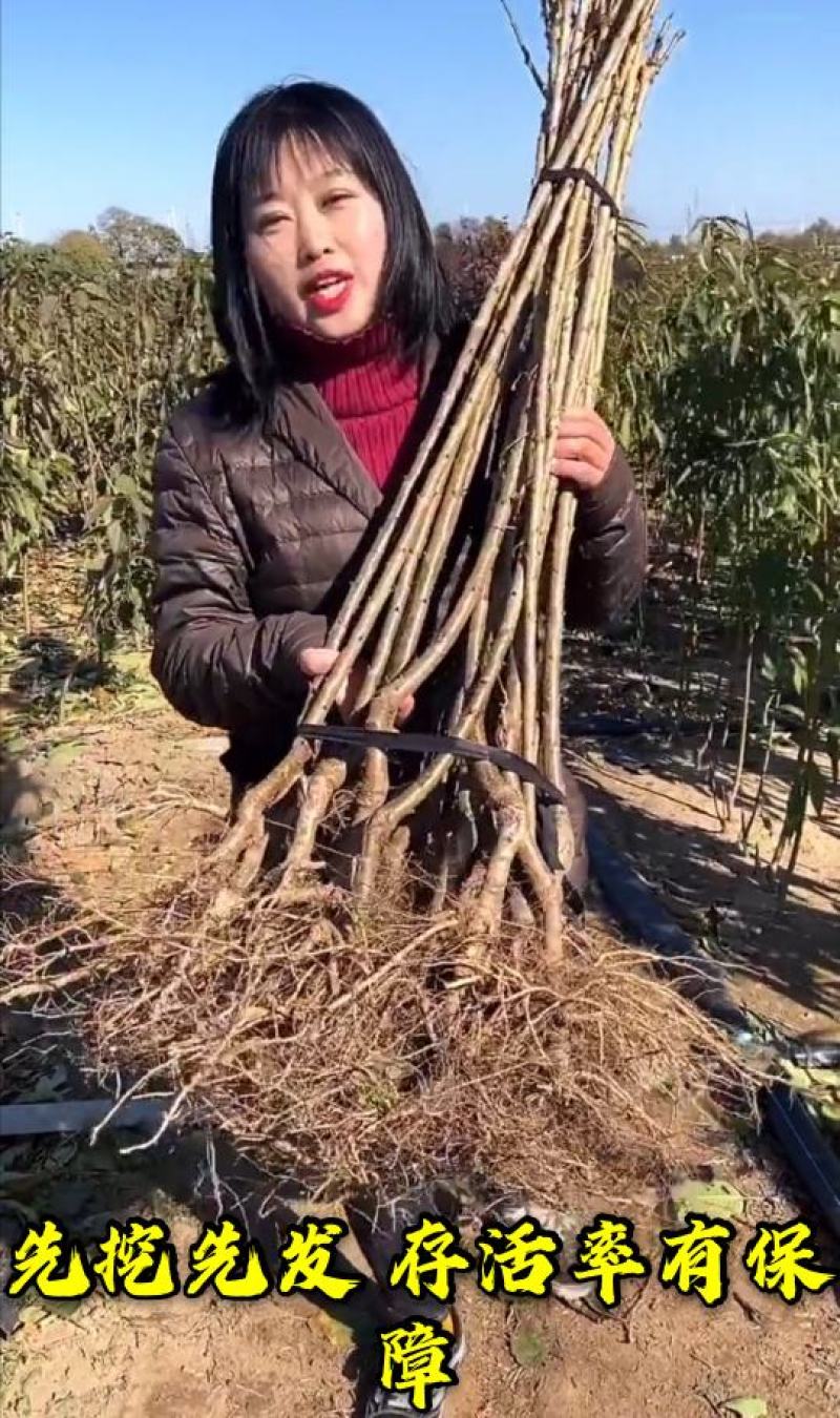 【爆款】智力车厘子大樱桃苗国外引进品种卖疯了包邮