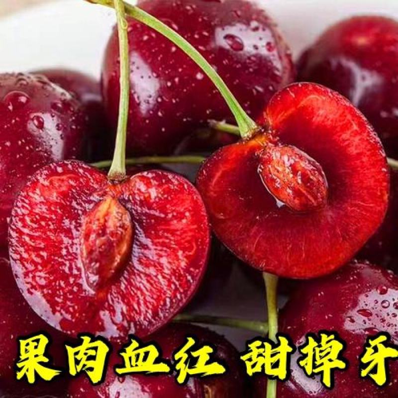【爆款】智力车厘子大樱桃苗国外引进品种卖疯了包邮